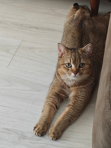 MİÇO BEY'E  ACİL YUVA ARANIYOR fotoğraf