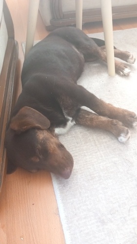 Sokakta bulduğumuz terk edilmiş kızımıza yuva.. fotoğraf