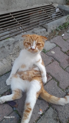 Kendini sevdirmeye bayılan ilgi meraklısı bir kedi fotoğraf