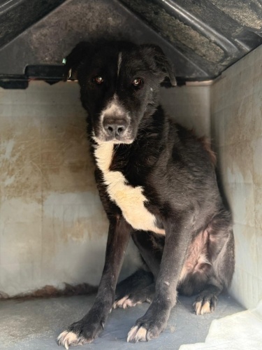 Çok sakin bir can, barınaktan ücretsiz ömürlük yuvasını arıyor! fotoğraf