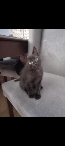 Oyuncu,cana yakın çok güzel bir yavru fotoğraf