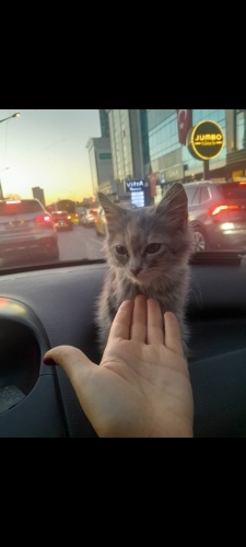 2 aylık bebeğe acil yuva fotoğraf