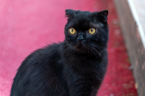 Scotish Karahan ömürlük yuvasını arıyor (kısır) fotoğraf