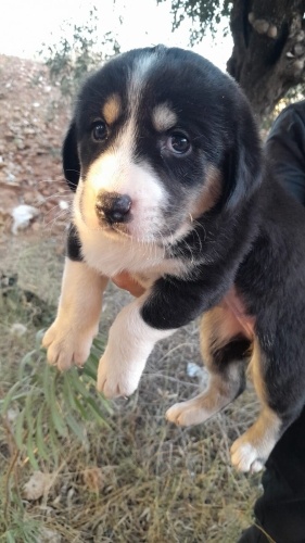 Çok acil yuva arıyorum fotoğraf