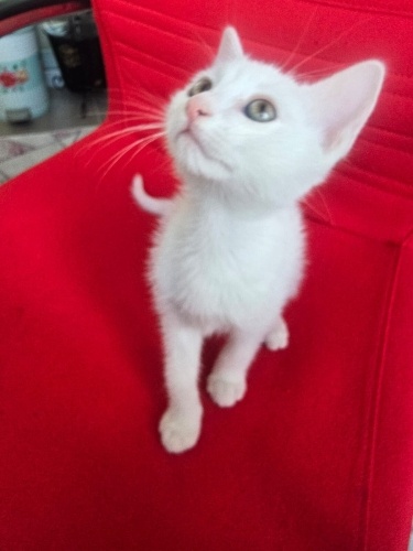 Van kedisi ve Tekir kırması oğlumuz fotoğraf