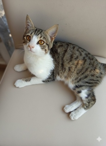 Oyuncu ev aşığı kendimizi sahiplendirmek istiyoruz fotoğraf