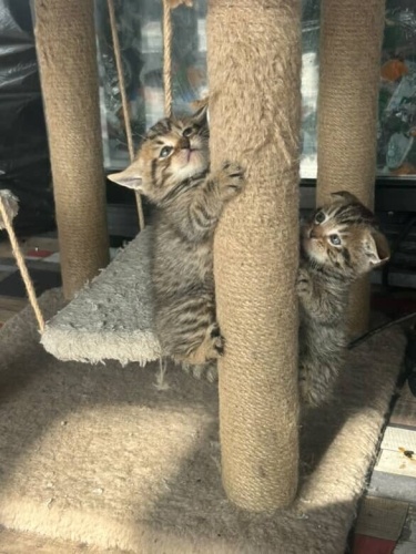 Oyuncu sıpalara yuva arıyoruz fotoğraf