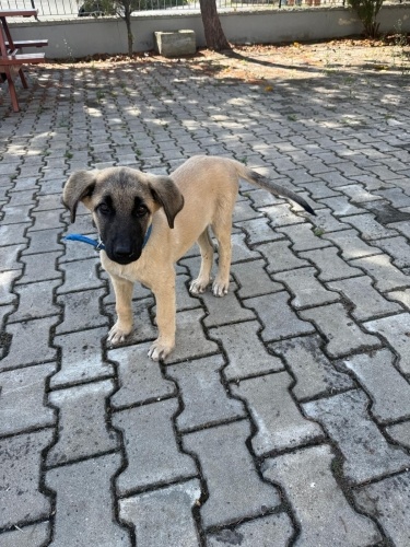 3 aylık yavru kangal pıncır fotoğraf