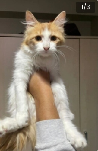 öyle sakin öyle masum ki asla sokağa uygun degil fotoğraf