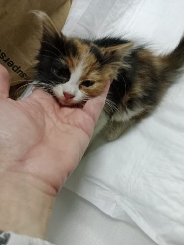 İZMİR MİNNACIK DÜNYALAR TATLISI BEBEGİMİZE ÖMÜRLÜK YUVASINI ARIYORUZ fotoğraf