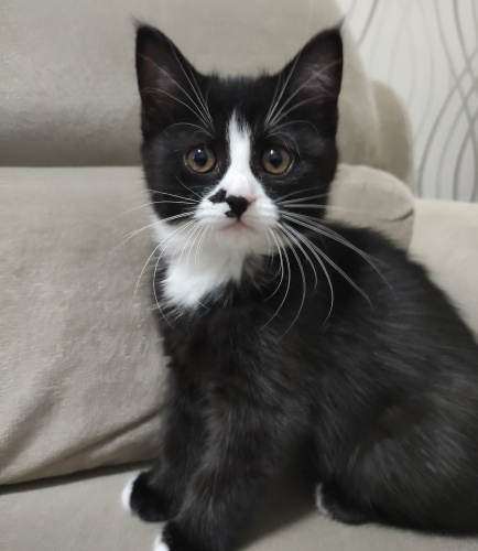 TATLI KIZIMIZA YUVA ARIYORUZ fotoğraf