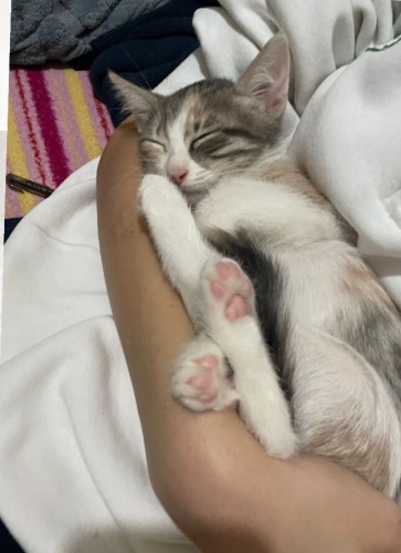 İZMİR DÜNYALAR TATLISI ÜÇ BEBEĞİMİZE ÖMÜRLÜK YUVASINI ARIYORUZ fotoğraf