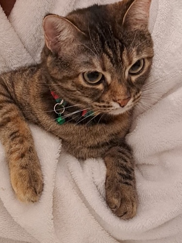 Sevgidolubirdost fotoğraf