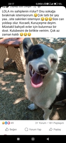 LOLA  hisseden vicdanlara sesleniyor fotoğraf