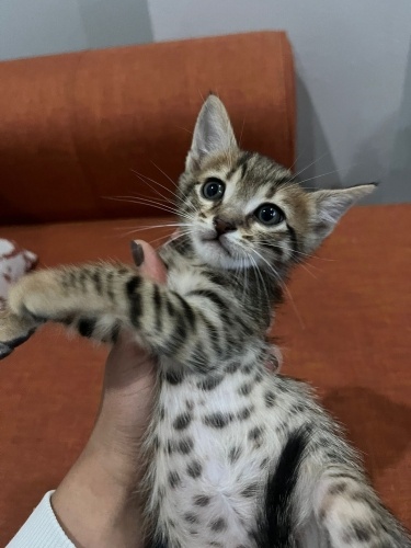 2 kardeşe acil yuva fotoğraf