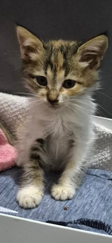 Annesi red ediyor, diğer kardeşleri suda boğuldu fotoğraf