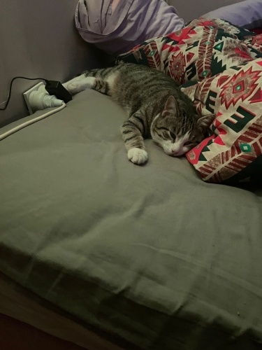 Gözleri görmeyen tekir kedi fotoğraf