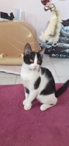 3 AYLIK TUXEDOCAT (SMOKİNLİ KEDİ) OĞLUŞ ÖMÜRLÜK YUVASINI ARIYOR KARŞIYAKA fotoğraf