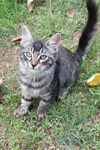 ACİİLL ‼️İSTEDİĞİNİZ HER YERE GETİREBİRİM‼️ fotoğraf