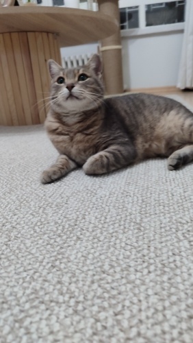 Dünyalar güzeli premses yuva arıyor fotoğraf