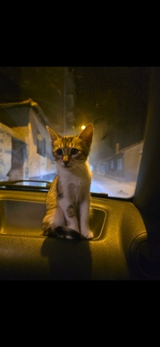 Acil ömürlük yuva edirne fotoğraf