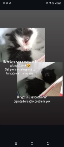 Sokakta bulduk acil yuva arıyoruz tatlış kedimize fotoğraf