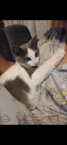 Mimi yuvasını arıyor fotoğraf