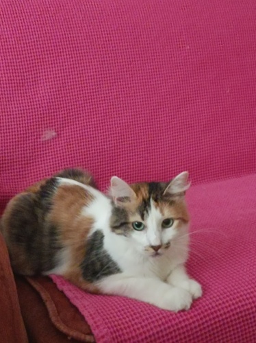 Çok Acil yuva arıyorum fotoğraf