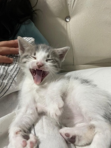 Üç tane yavru kedi fotoğraf