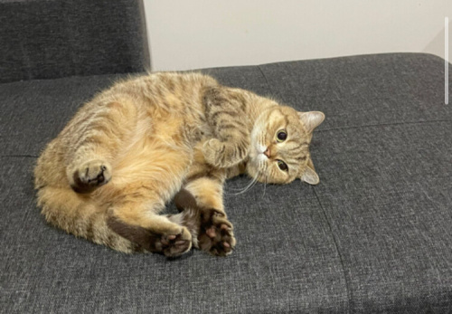 Sokağa atılmadan acil ömürlük yuva🙏🏻😔 fotoğraf