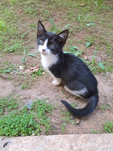 Evin Neşe Kaynağı Olmak İçin Hazır😻 fotoğraf