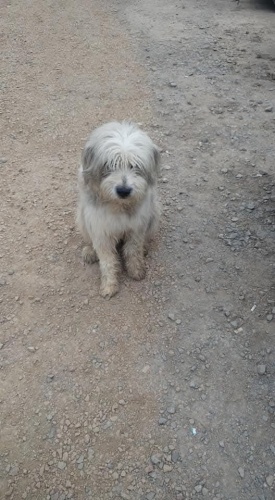 1 yaşında dişi terier yuva arıyoruz fotoğraf