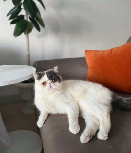 Sakin, uysal 2 yaşında erkek kısır fotoğraf