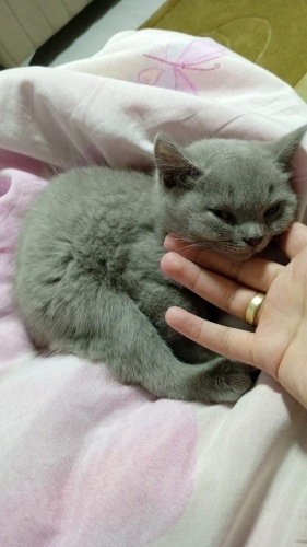 Yavruya yuva arıyoruz açıklamayı okuyunuz fotoğraf