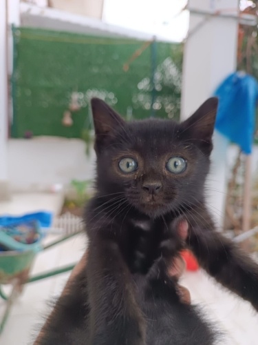 1.5 AYLIK BİTTE ÇIKOLATA fotoğraf