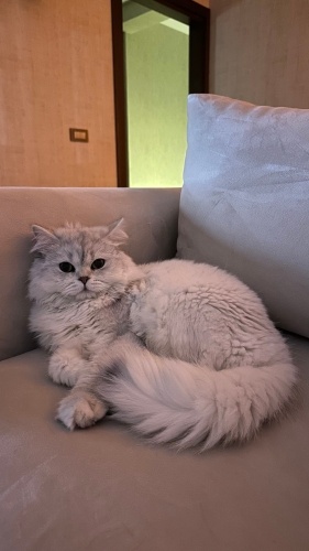 Ücretsiz olarak British Longhair Kedimi Sahiplendiriyorum fotoğraf