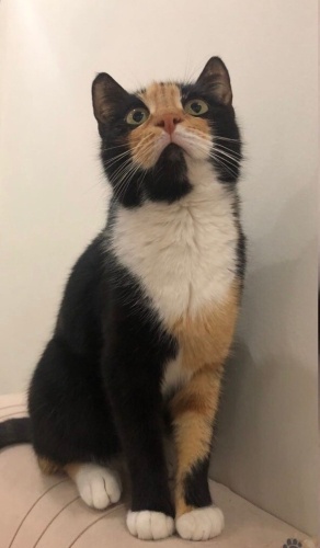 Dişi kedi colico fotoğraf