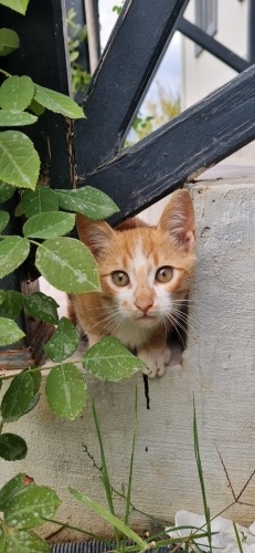 Sakarya acil yuvs fotoğraf