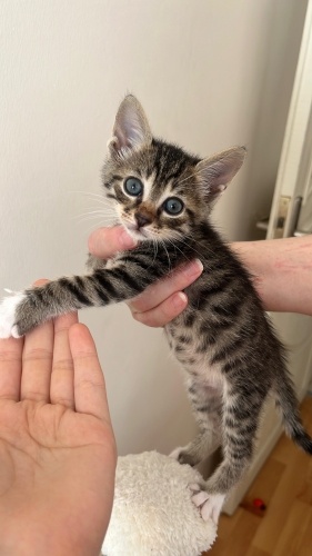 Betüş ve Sadık a yuva arıyoruuuzz fotoğraf