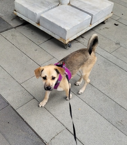 ✨️Mango, tam bir bal kız, sevecen, oyuncu ve kalpleri eriten bir bebek💞 fotoğraf