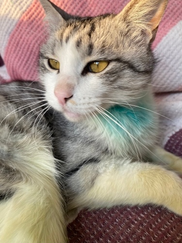 Atlas Yuva Arıyor fotoğraf