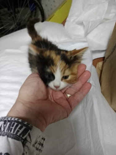 İZMİR DÜNYALAR TATLISI MİNNACIK BEBEĞİMİZE ÖMÜRLÜK YUVASINI ARIYORUZ fotoğraf