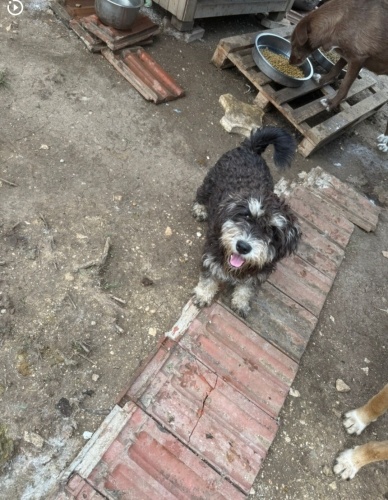 MALTESE-POODLE MELEZİ fotoğraf