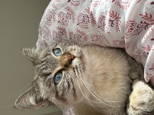 Boncuk gözlü ırmak yuva arıyor fotoğraf