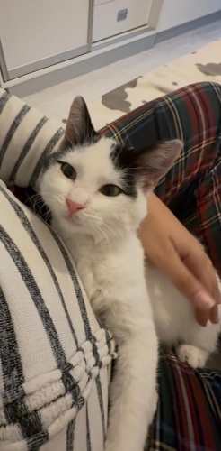 Güzel Gözlü Mır Makinası Sevgi Delisi fotoğraf