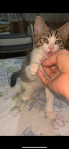 Sokaktan alip besledigim ev kedimi sahiplendiriyorum fotoğraf