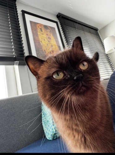 Nadir renkli kahverengi britishimiz için çocugu gibi sevecek bir aile arıyoruz fotoğraf