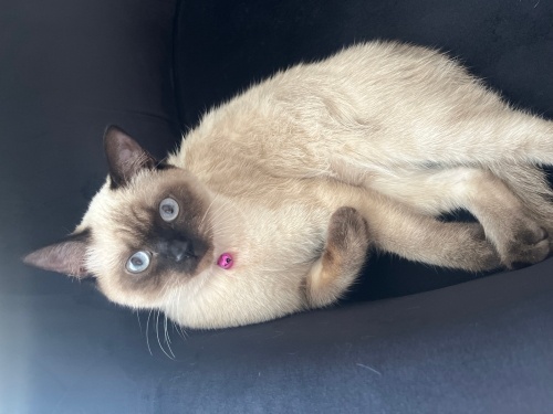 Oyuncu, insan canlısı, kendini sevdirmeye bayılır fotoğraf