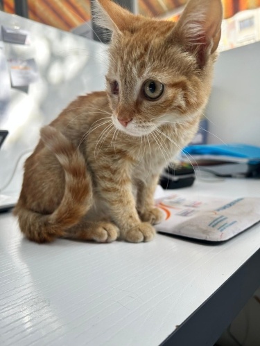 Tek gözlü Simbamıza sıcak bir yuva fotoğraf