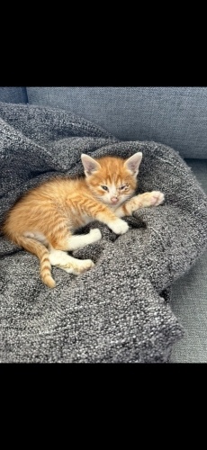 Çok masum ve oyuncu fotoğraf